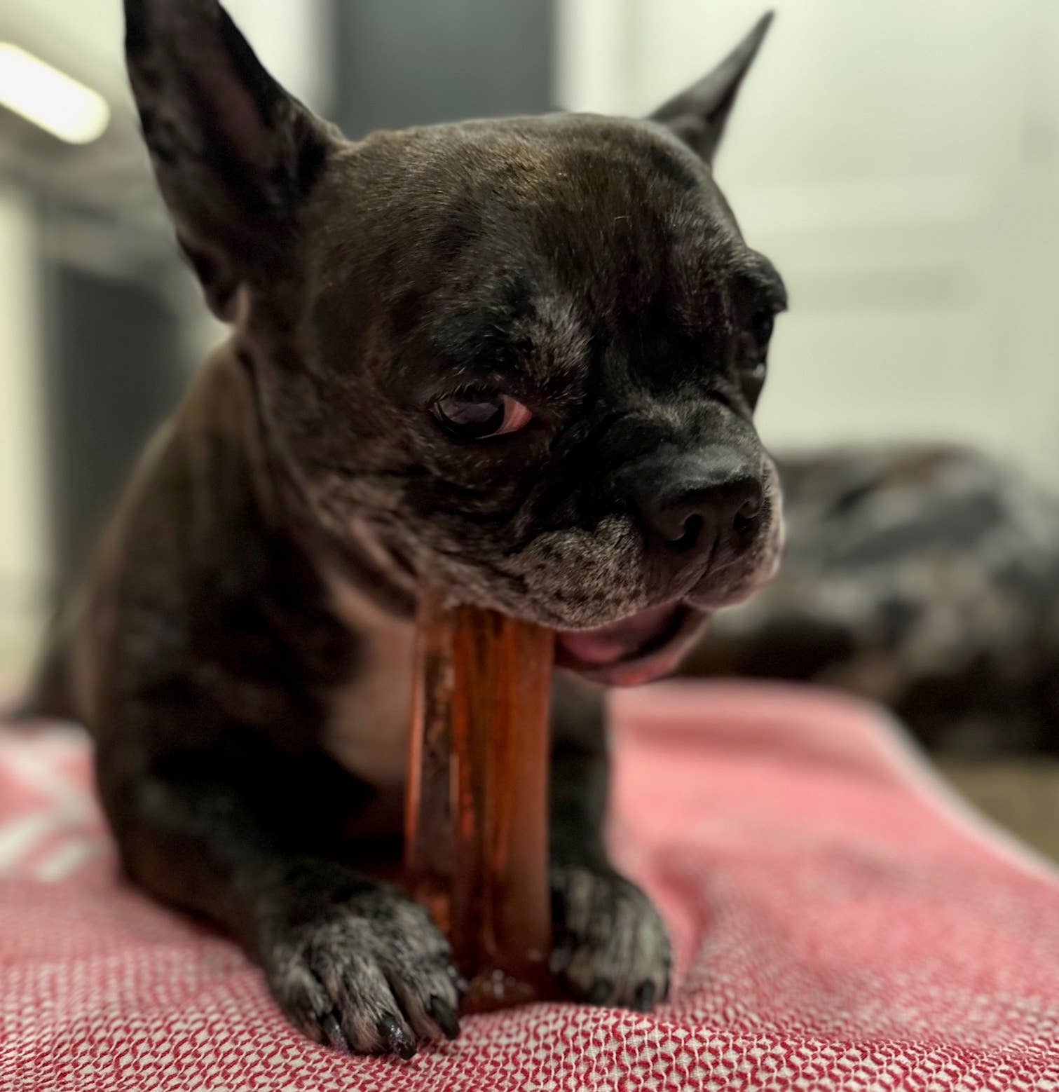 Wag & Bright Supply Co. - Vente Os à mâcher – chien - Mighty Marrows Collagen Dental Chew - Bœuf Spiruline - SM/LG22