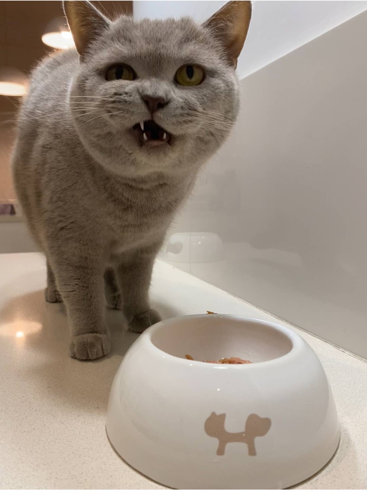 United Pets - Wholesale Pet Bowl - Cat/Dog - Extra small ceramic bowl for cats and dogs11