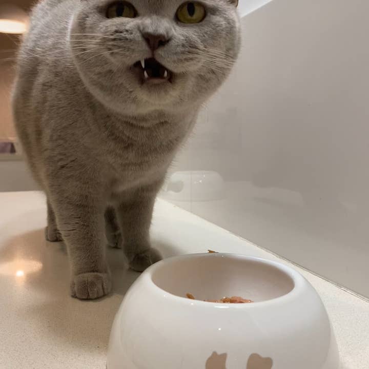 United Pets - Wholesale Pet Bowl - Cat/Dog - Extra small ceramic bowl for cats and dogs11