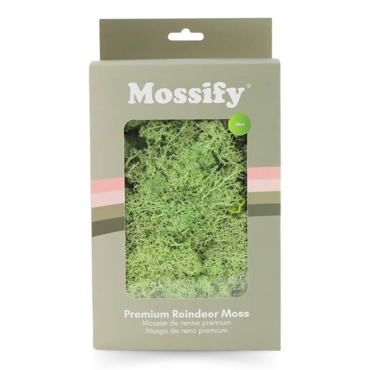 Mossify - Wholesale Live plant - Premium Preserved Reindeer Moss – Colorful Decorative Mix2
