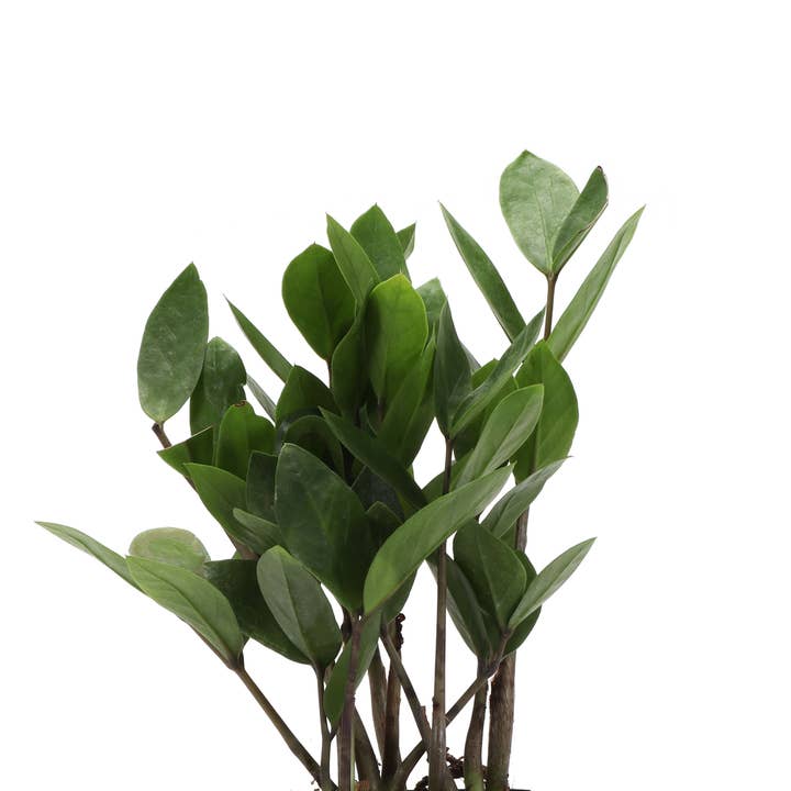 Thorsen's Greenhouse - Wholesale Live Plant - ZZ Plant - Live Plant
