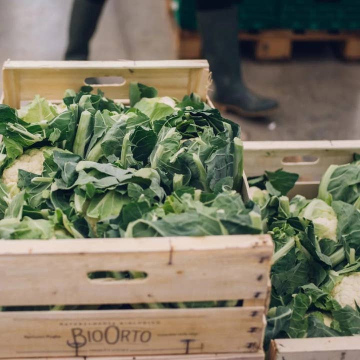 Bio Orto Società Cooperativa Agricola - Wholesale Sauce - Organic cauliflower cream1