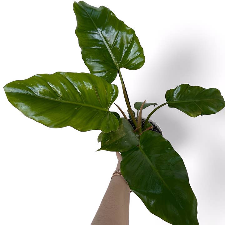 Plant Vault - Wholesale Live Plant - Philodendron Jungle Fever 1