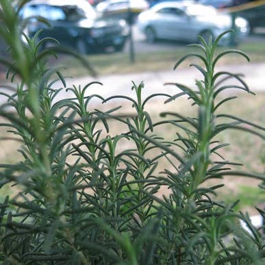 Sunrise Topiaries - Wholesale Live Plant - Live Rosemary Topiary in 4 inch pot
