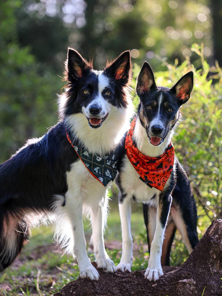 Spooky season for wholesale by S-Wag Dog co.