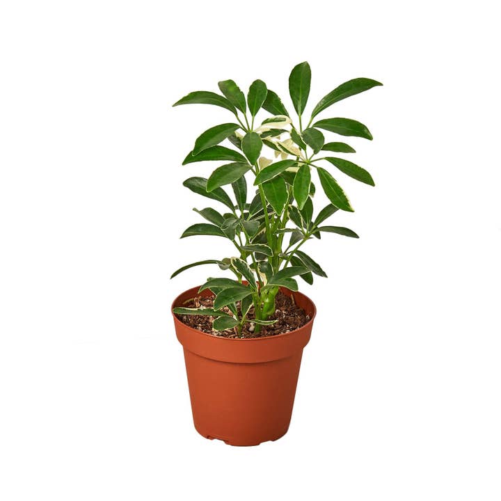 Schefflera Moonlight 'Regenschirmpflanze' für den Großhandel von House Plant Wholesale WEST