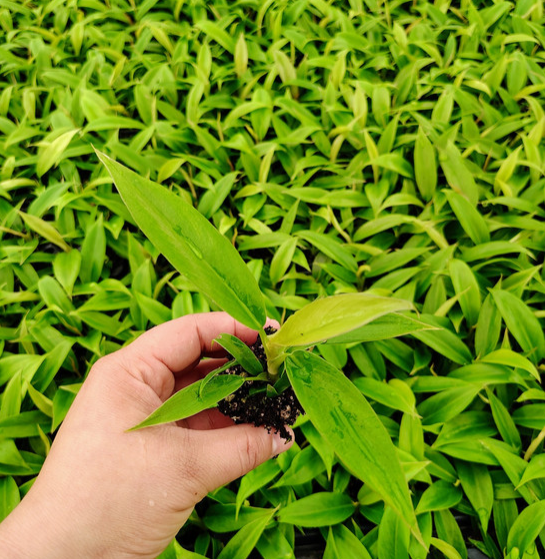 Dick's Sticks and Exotics - Wholesale Plant Pot - Philodendron Jungle Boogie . 2-3 inch starter plant. 1