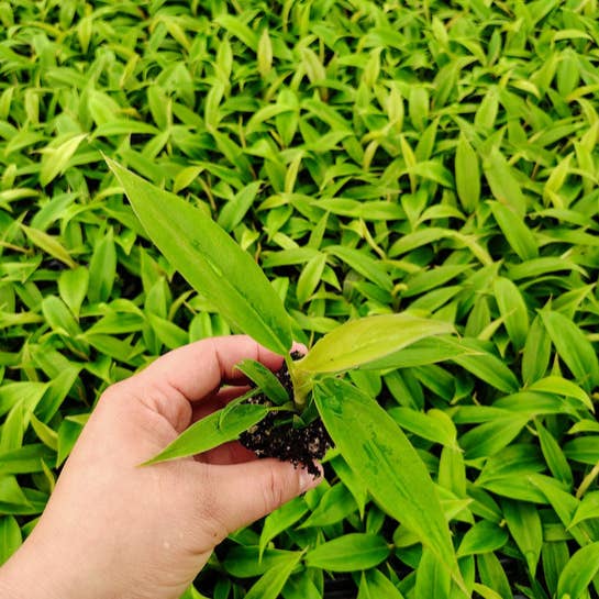 Dick's Sticks and Exotics - Wholesale Plant Pot - Philodendron Jungle Boogie . 2-3 inch starter plant. 1