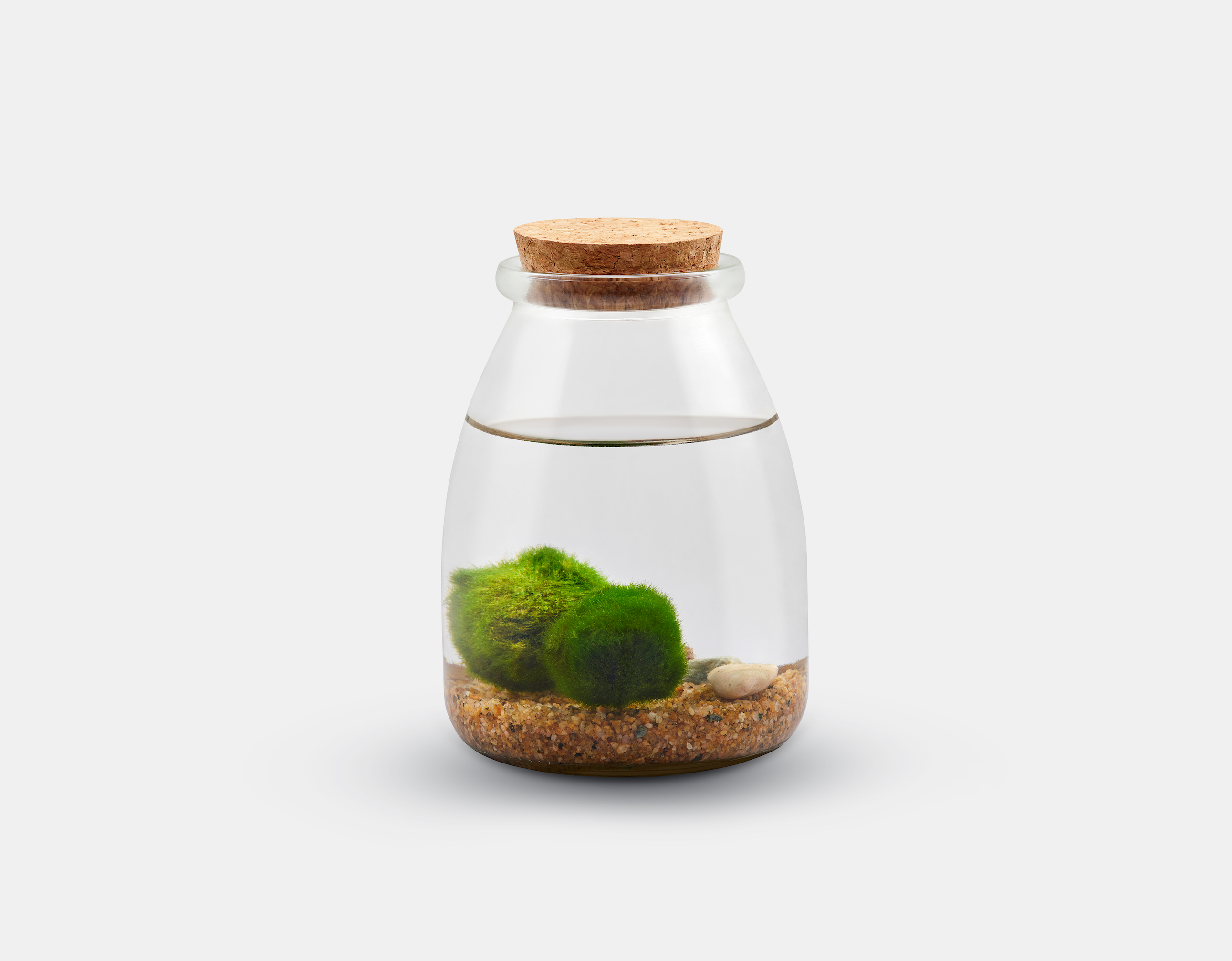 Underglass Terrariums - Vente Terrariums - Bocaux à mousse Marimo1