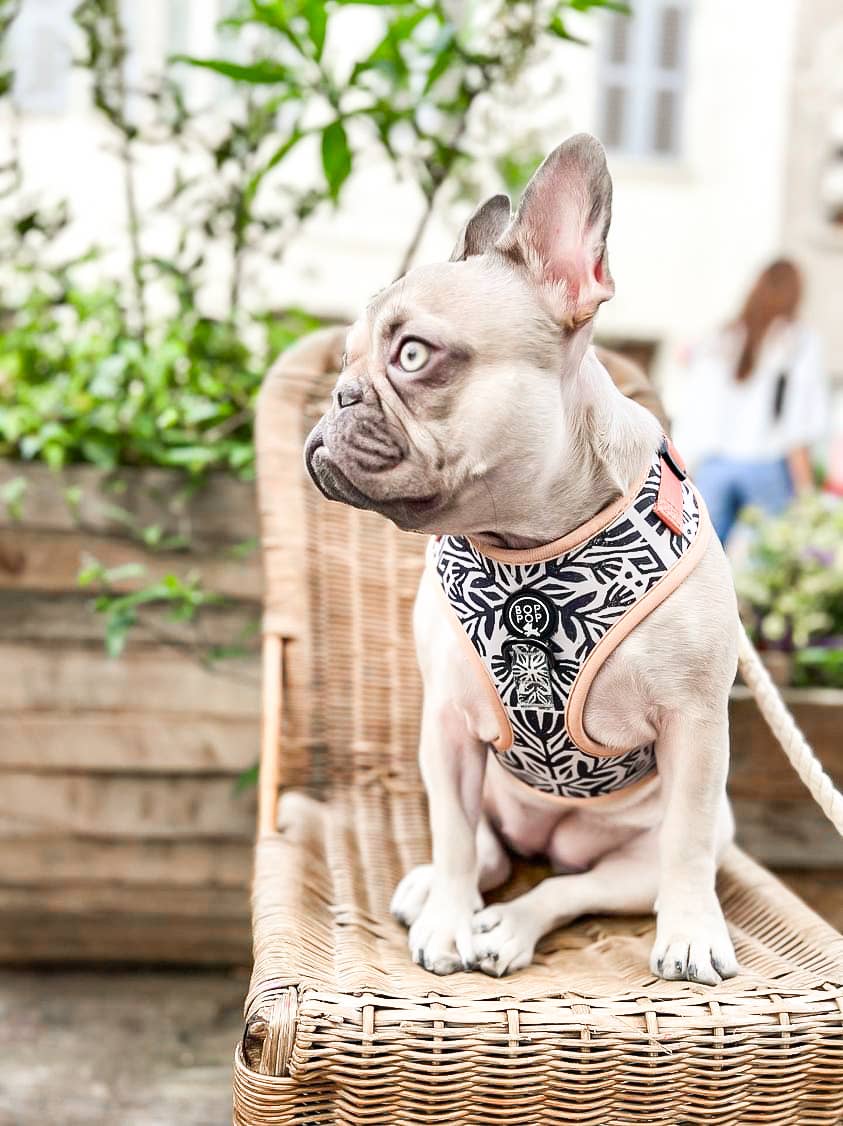 Bop Pop Pets - Wholesale Pet Harness - Dog - TIERRA LUNA Dog Harness2