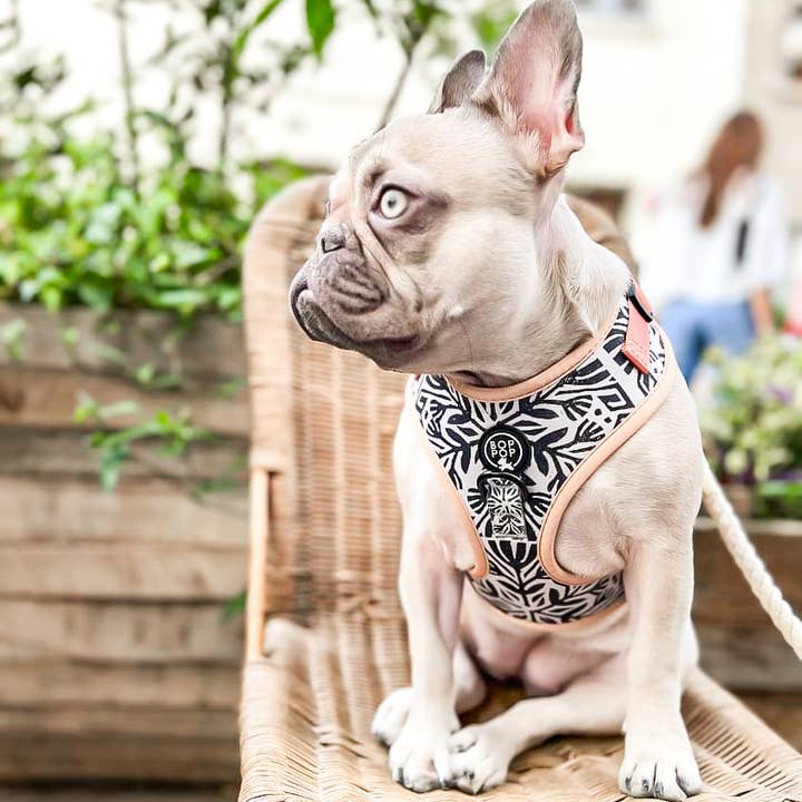 Bop Pop Pets - Wholesale Pet Harness - Dog - TIERRA LUNA Dog Harness2