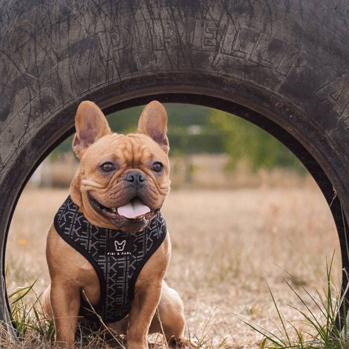 Fibi & Karl - Wholesale Pet Harness - Dog - 2-in-1 dog harness FK
