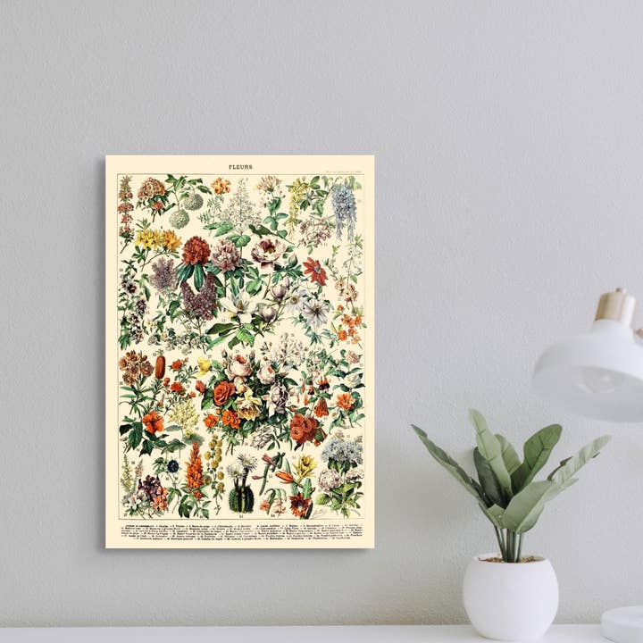 Adolphe Millot 1909 Botanical Flower Print for wholesale by Vintage Wall Graphics