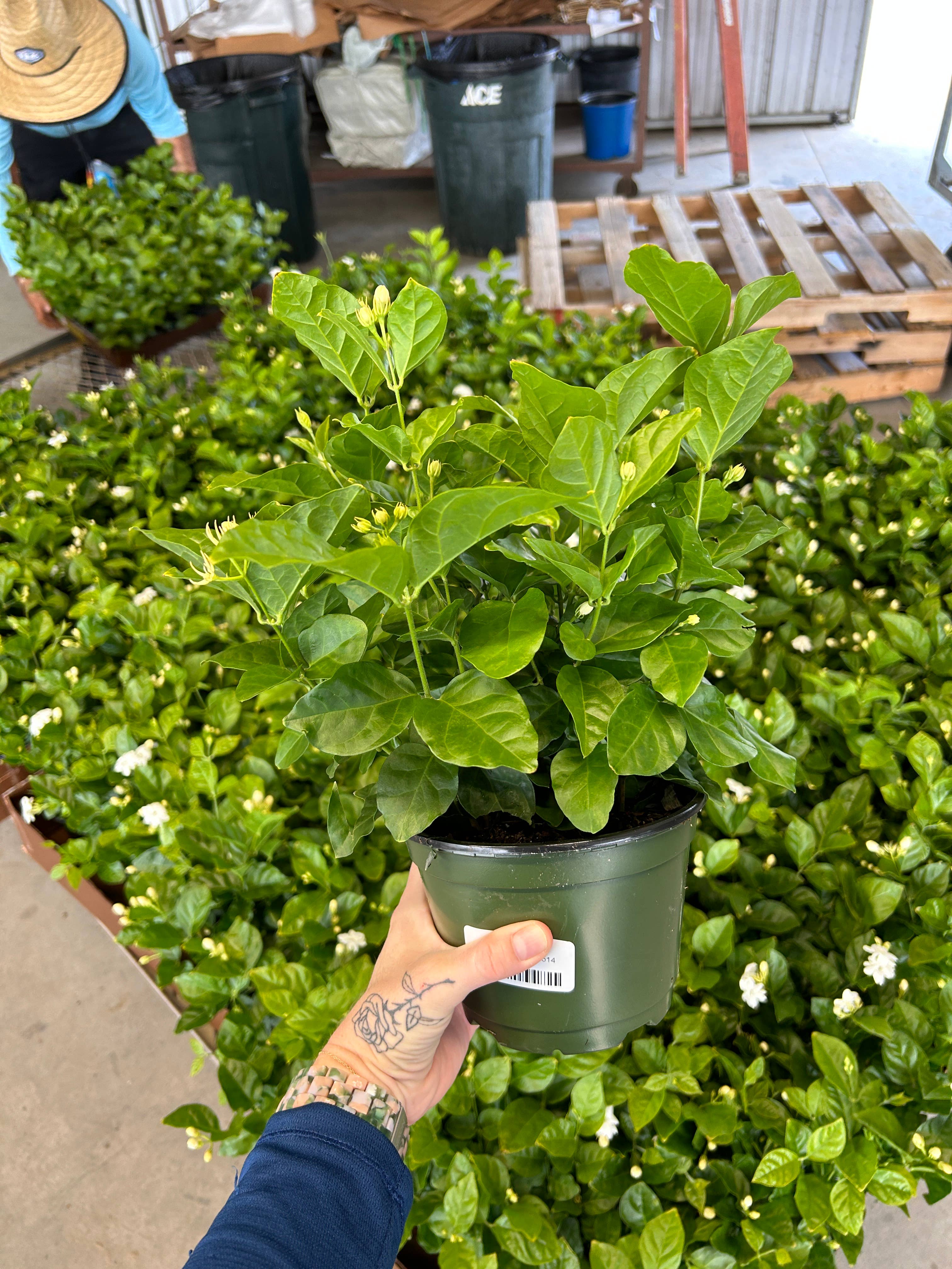 O F Nelson’s - Wholesale Live Plant - 6" Jasmine sambac 'Maid of Orleans'4