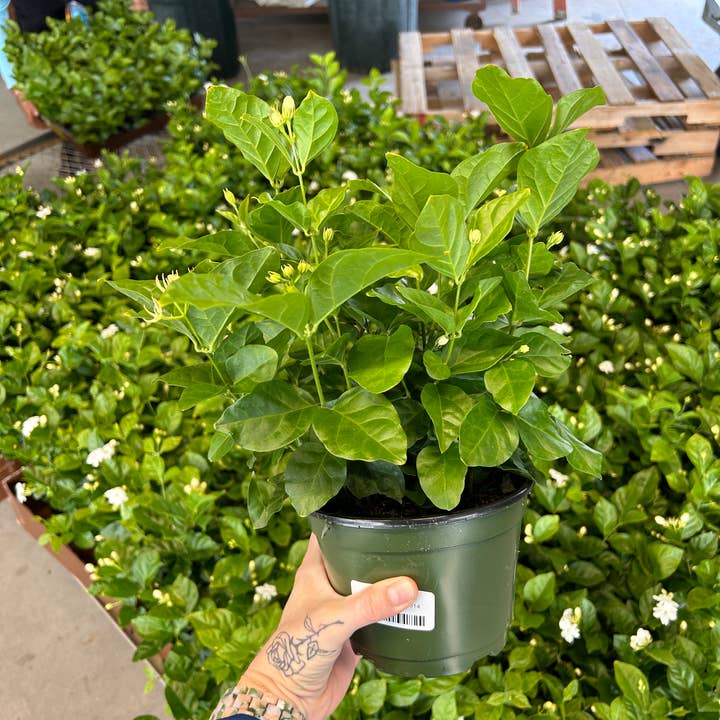 O F Nelson’s - Wholesale Live Plant - 6" Jasmine sambac 'Maid of Orleans'4
