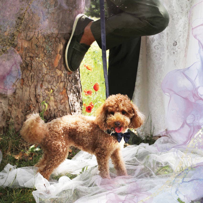 Croci – Großhandel Haustierhalsband – Hund – Hundehalsband mit Fliege – Ceremony4