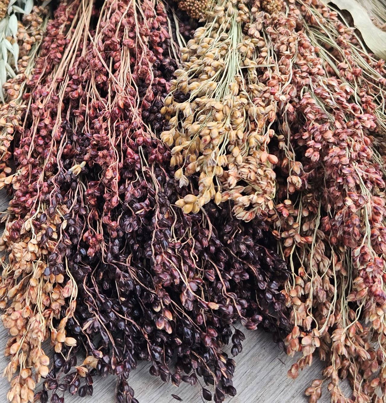 Alissas Flower Farm - Wholesale Dried/Pressed Flowers - Grass:  Broom Corn0