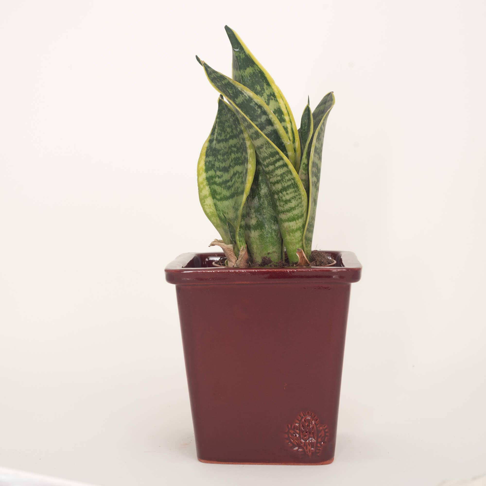 Vasos Quadrados by EM – Engroshandel Plantekrukke – Medium firkantet vase 14x14 cm - blank21