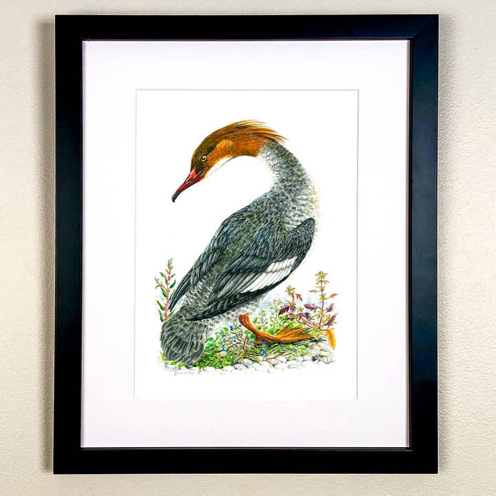 Kvindelig Goosander Print for engroshandel hos Wildlife By Mouse