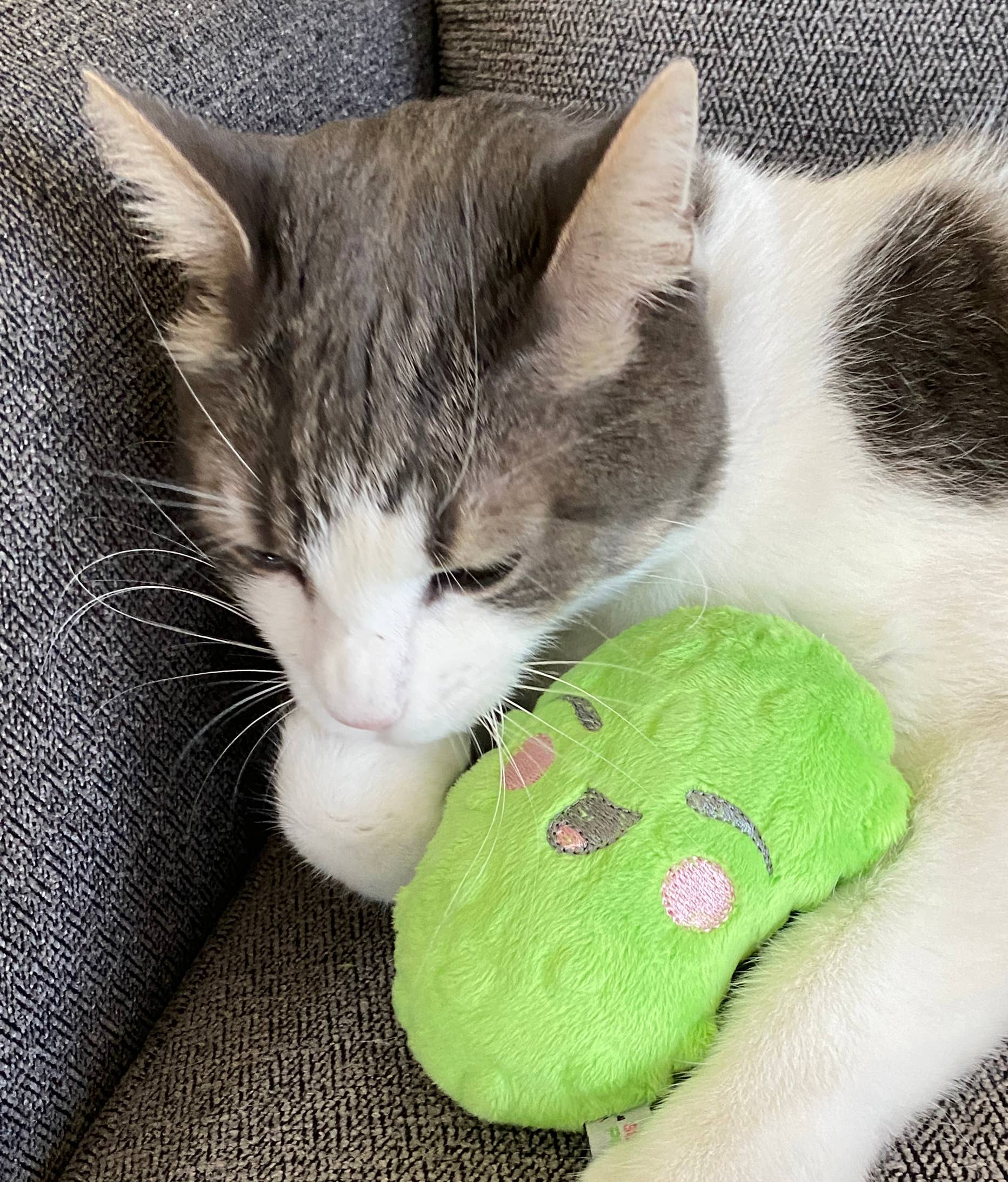 Screaming Pickles - Vente Jouet couineur – chien - Jouets pour animaux de compagnie faits à la main - Catnip/Dog Squeaker Mini Pickle7