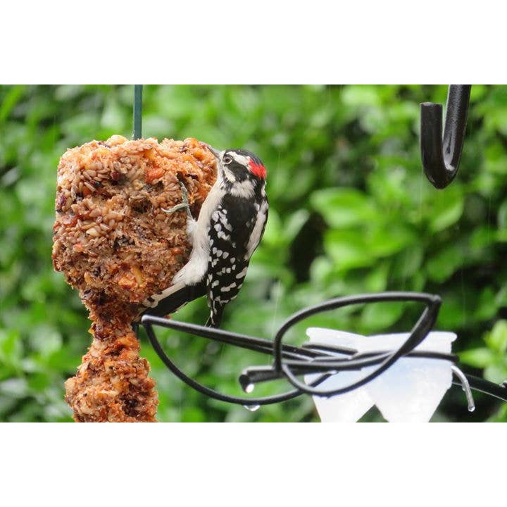 Mr Bird - Wholesale Pet Food - Not Cat/Dog - Flaming Hot Feast Cylinder - Large3