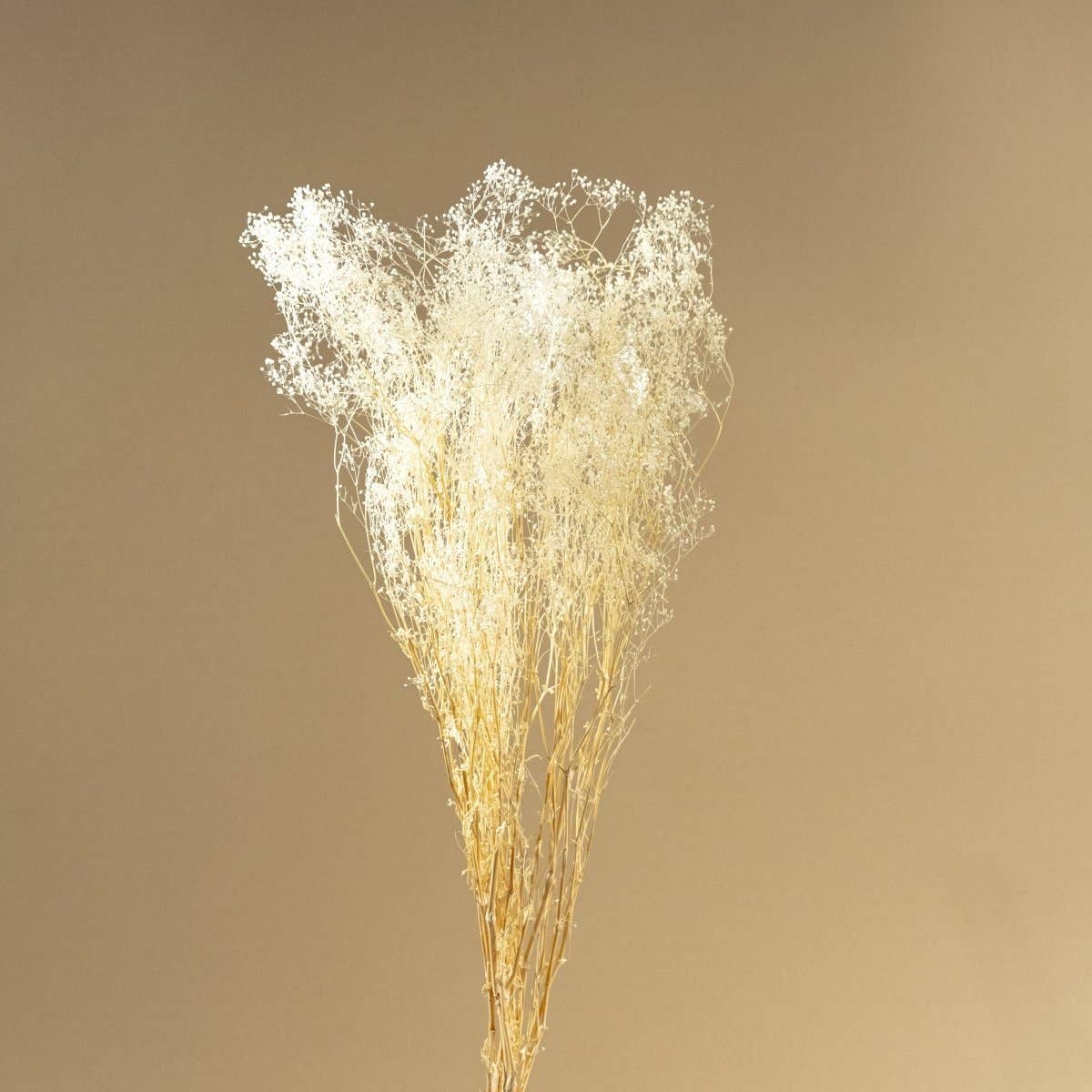 Sola Wood Flowers - Wholesale Dried/Pressed Flowers - Baby's Breath (White)2