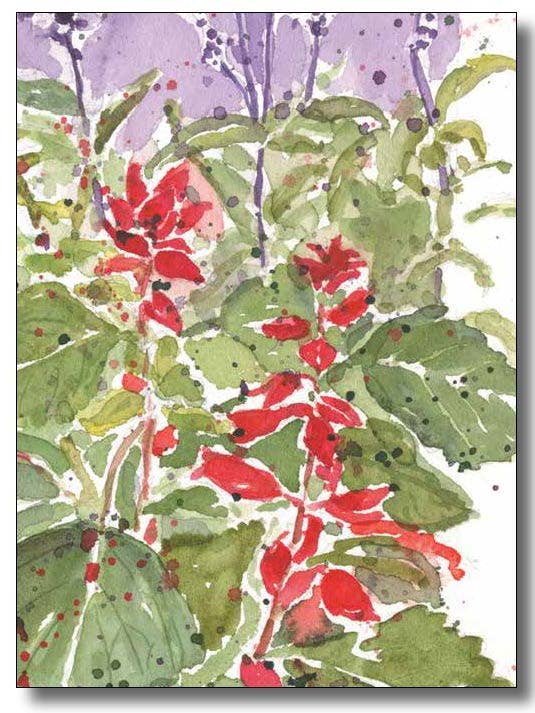 Salvia rouge pour la vente par WORDS & WATERCOLORS BY PEG CONLEY