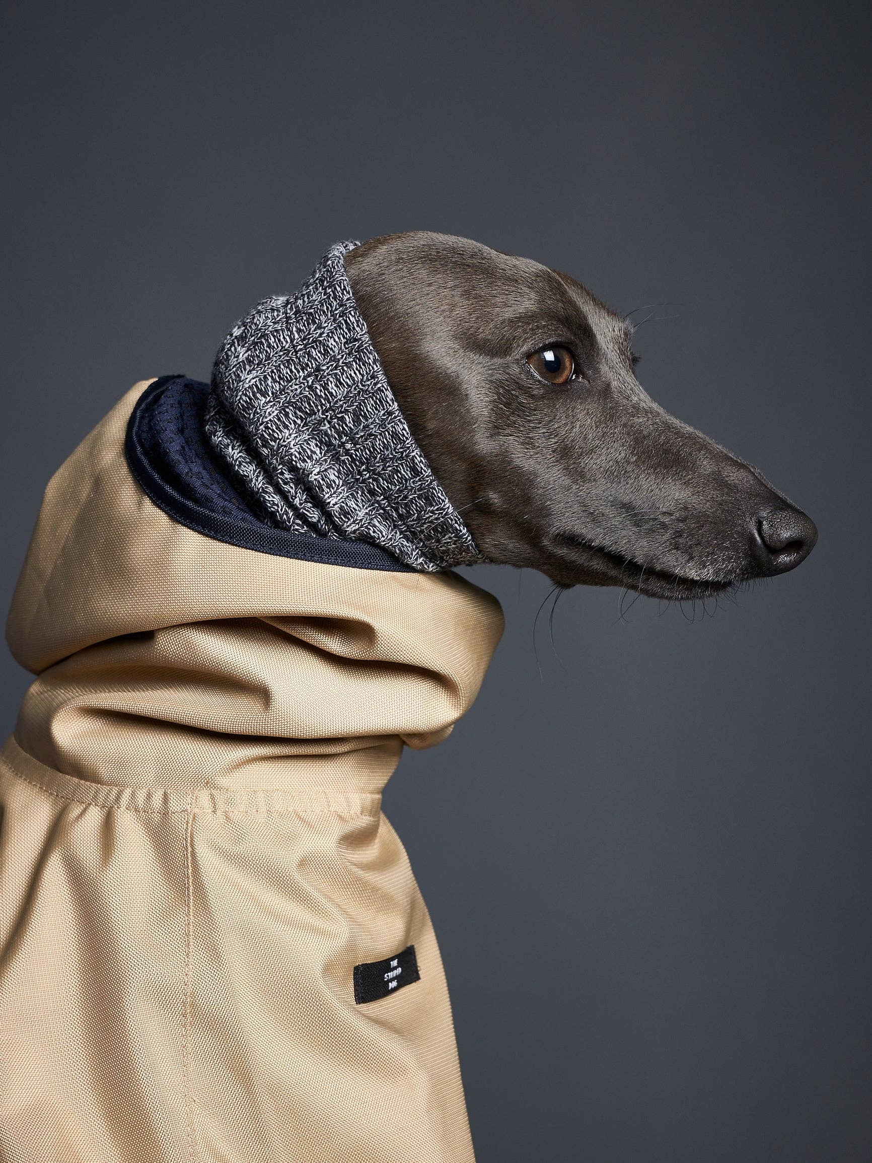 The Striped Dog – Großhandel Haustier-Hoodie – Hund – Italienisches Windspiel / Whippet Sand Wasserdichter Kapuzenumhang PARAMOUNT7