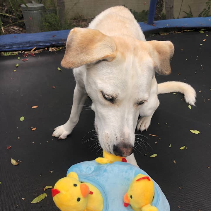 Glow Pups - Vente Peluche – chien - Jouets pour chiens Burrow Chicken in Egg5