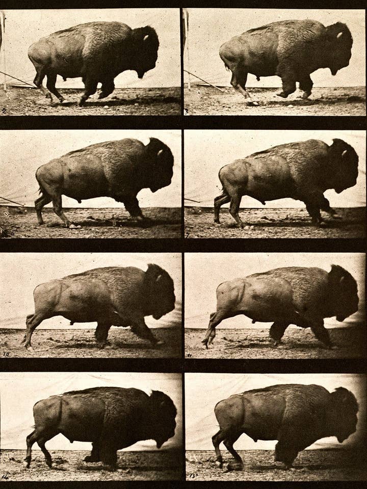 Plato de locomoción animal Buffalo Running 700 para venta al por mayor de Print Collection