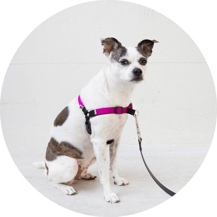 Linden No Pull Dog Harness for wholesale by Wildebeest