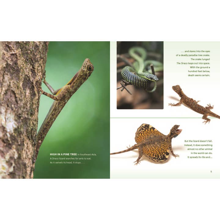 W. W. Norton - Wholesale Early Reader Book (6-8) - Catching Air: Taking the Leap with Gliding Animals1