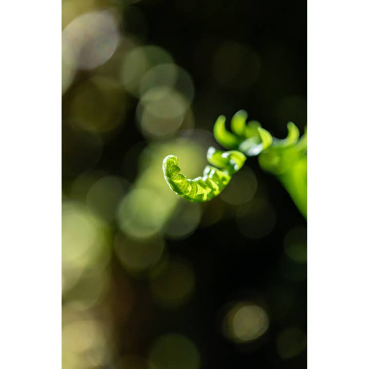Stampa fotografica "Unfurl" • Felce, PNW, Portland per la vendita all'ingrosso da parte di Andrea Morris Art
