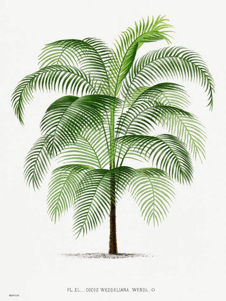 Vintage palm tree illustration Les Palmiers Histoire Iconographique Acanthor Aculeata (1878), illustrated by Oswald de Kerchove de Denterghem 30x40cm Art Print for wholesale by On The Wall Art Ltd