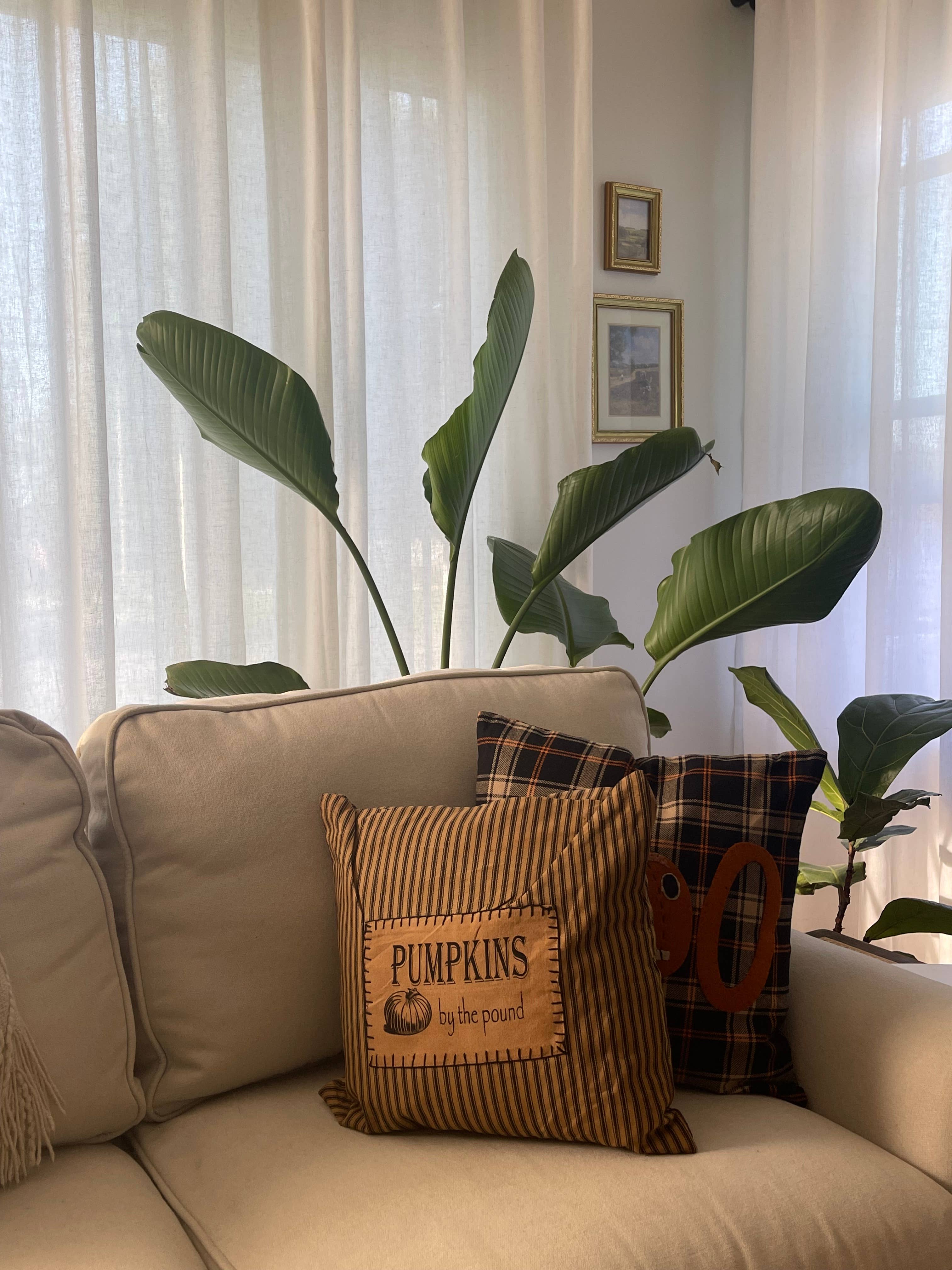 Home Collections by Raghu - Vendita all'ingrosso Fodera cuscino decorativo - Cuscino « Pumpkins By The Pound » 36 x 36 cm in cotone con finitura tea dyed1