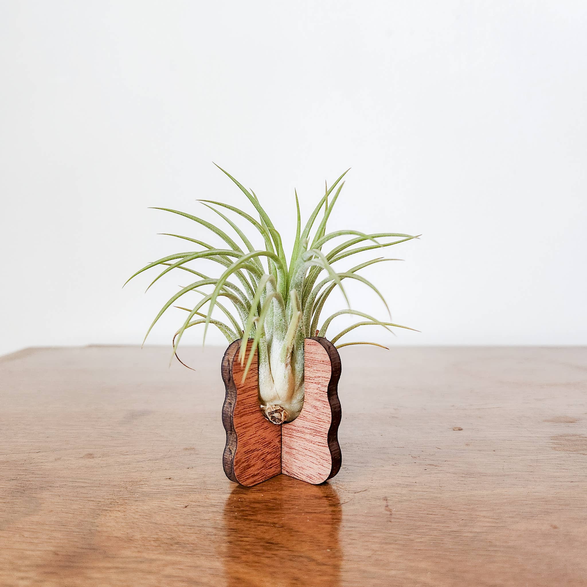 Leaf & Node - Wholesale Plant Pot Stand - Air Plant Stand - Wooden Holder Display (Wavy Sides)2