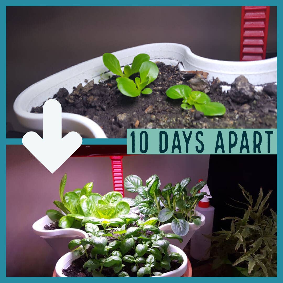 MARPHYL - Vente Engrais - Améliorant liquide du sol à base de phytoplancton marin 2 L (4 tailles)10