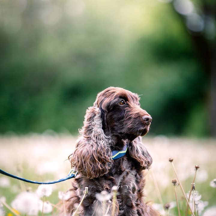 Woolly Wolf - Wholesale Pet Collar - Dog - Horizon Dog Collar Recycled (RPET)2