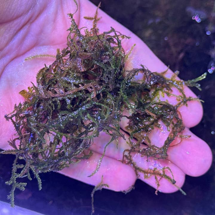 Java Moss for wholesale by The Planted Tank