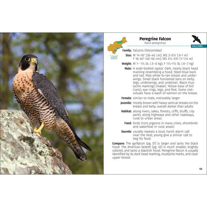 AdventureKEEN - Wholesale Nature & Outdoors - Birds of Prey of the Northeast Field Guide 2nd Edition6
