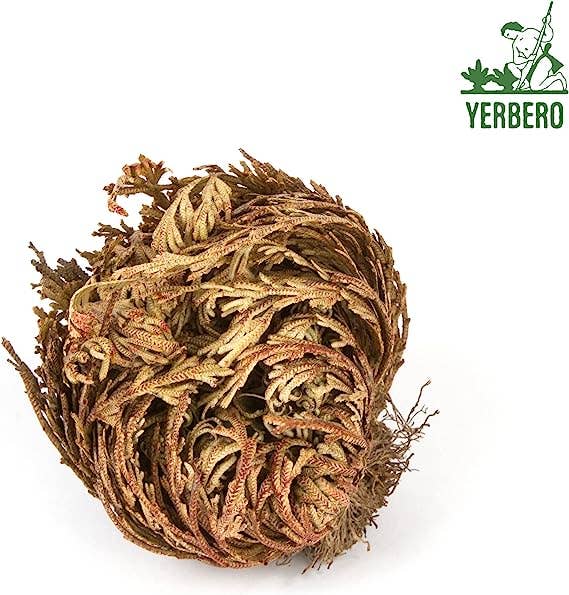 YERBERO - Vente Fleur séchée/pressée - Yerbero - Grande rose de Jéricho séchée 9 à 15 cm | Selaginella lepidophylla | Plante de résurrection | Rose séchée taille jumbo2