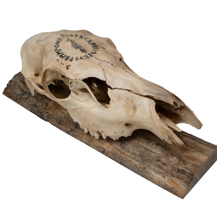Elk Skull Wall Hanger – Odin Invocation Bindrune for wholesale by Oreamnos Oddities