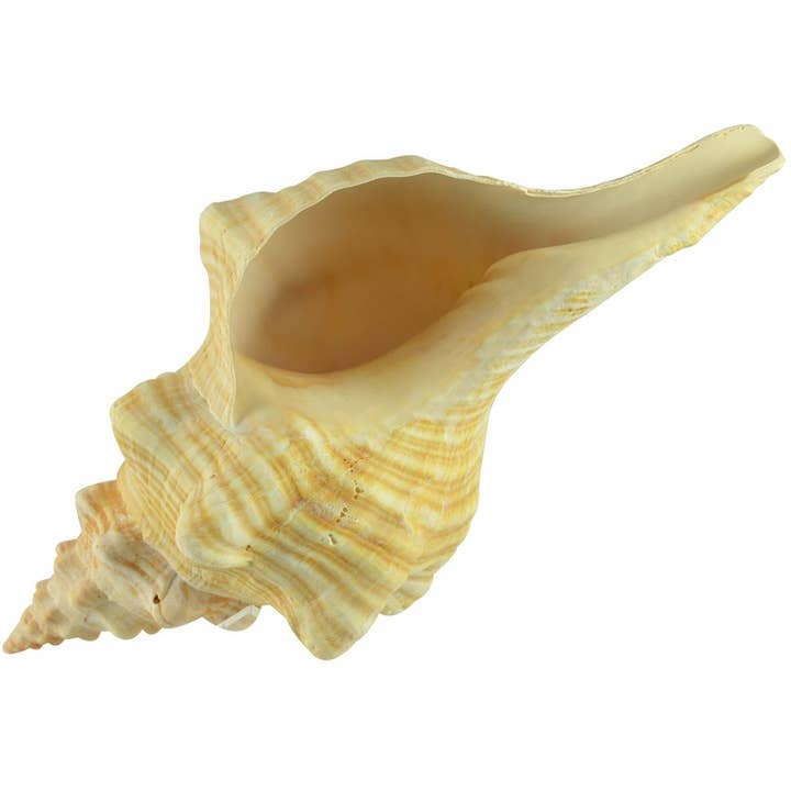 Horse Conch 12-13" for wholesale by HS Seashells