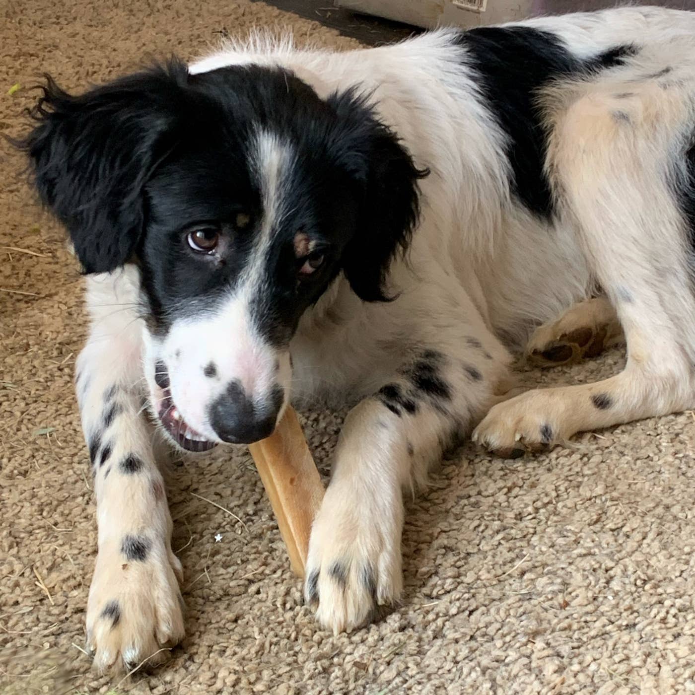 Real Pet Supplies - Wholesale Pet Treats - Dog - K2 Yak Chews 100% Natural Longer Lasting Dog Treats Medium2