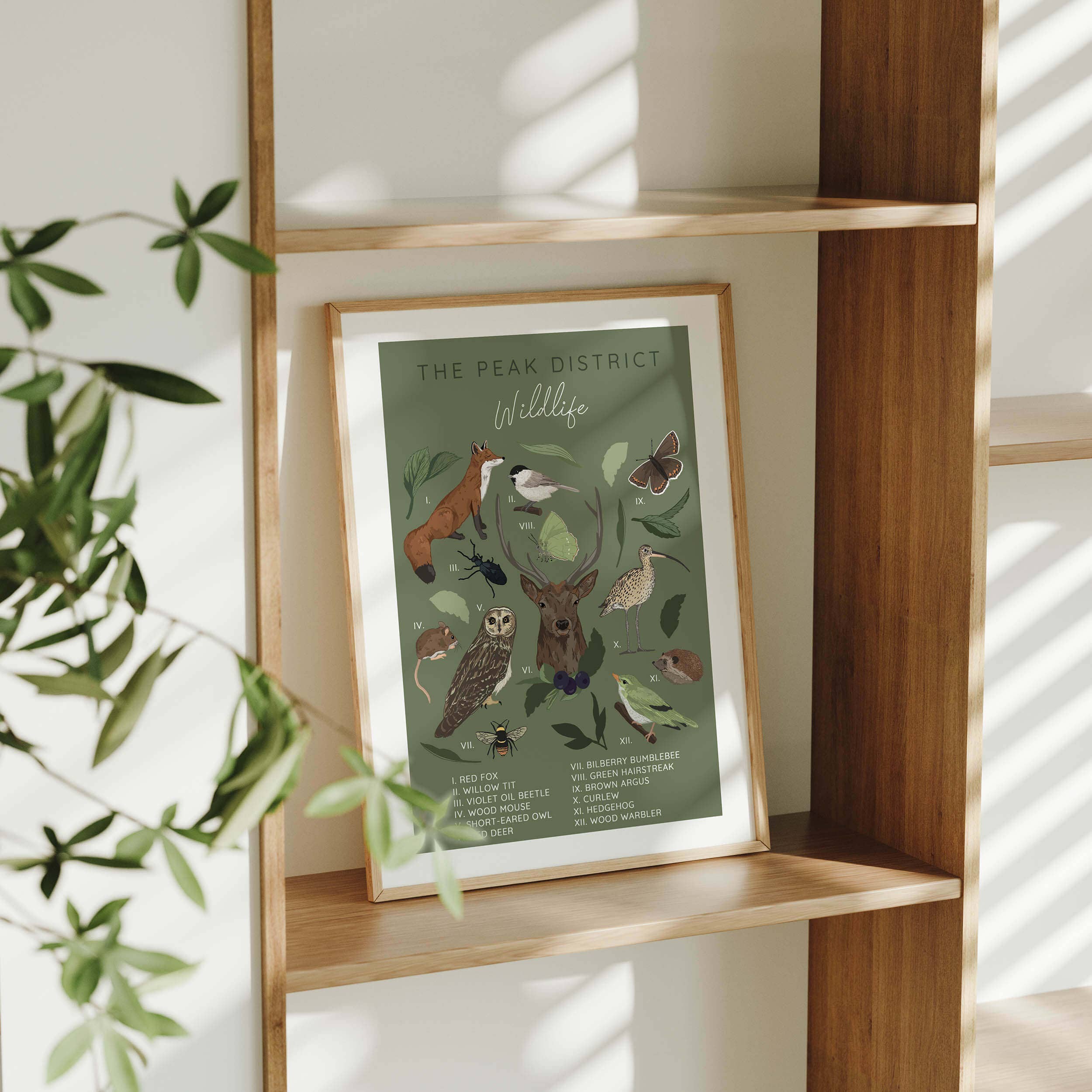 Wildwood Paper - Wholesale Art Print - The Peak District Wildlife A4/A3 Illustrated Animal Print1