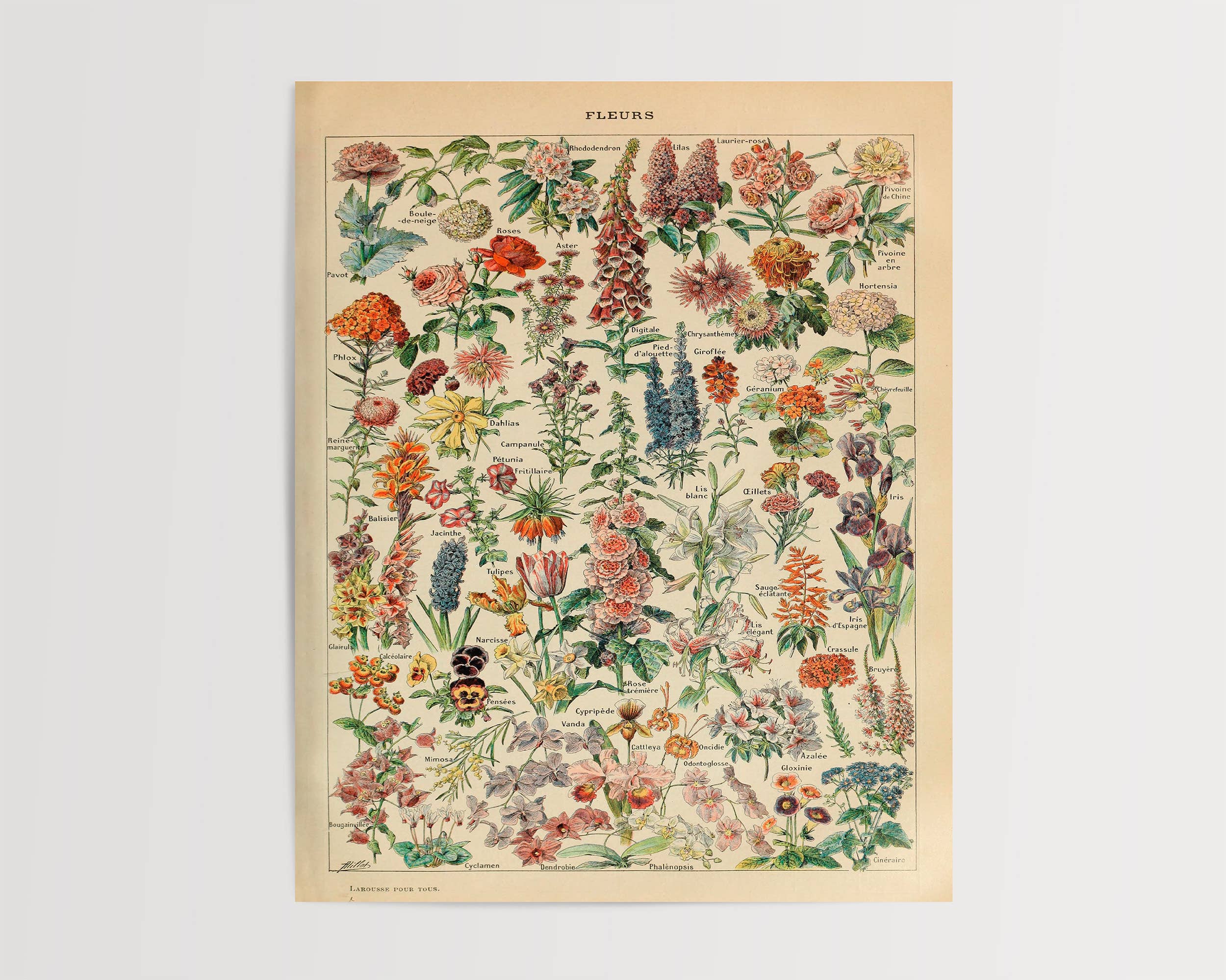 Swinford Designs - Wholesale Art Print - Vintage Flower Guide Art Print - Fleurs Illustrated Chart1