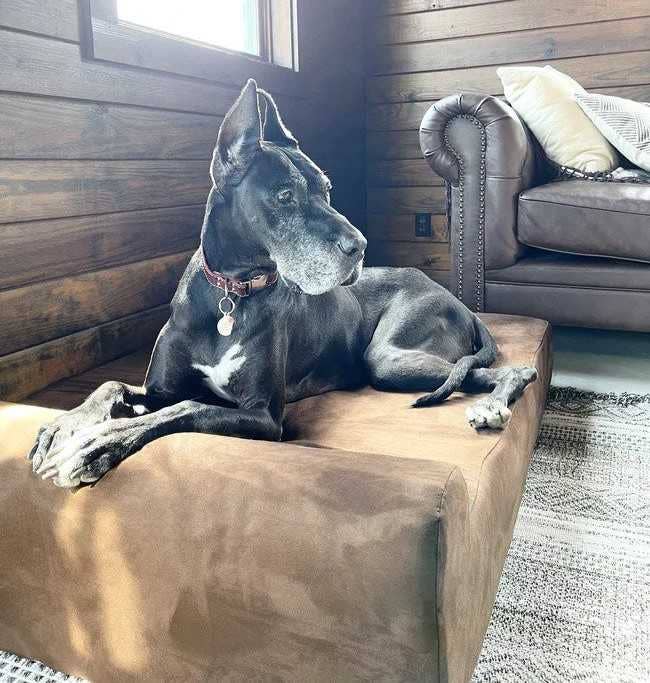 Barker Beds - Wholesale Pet Bed - Dog - 7" Orthopedic Dog Bed - Headrest Edition14