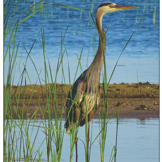 z Hilsen Kort- Fotografi- Fugl Stor Blå Hejre for engroshandel hos PhotoWord Art