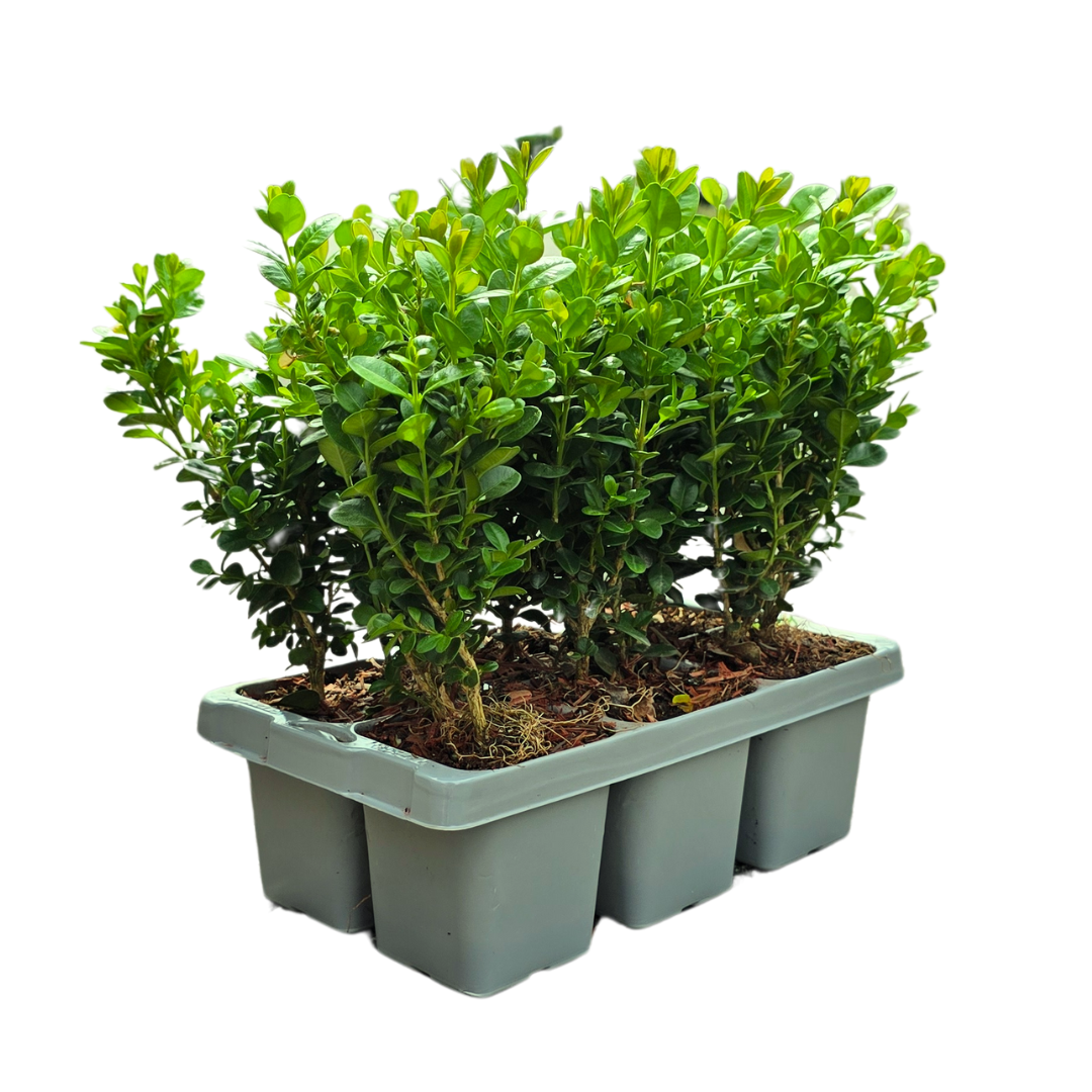Oasis of Life – wholesale Live plant – Boxwood – Buxus NewGen Freedom – 12 plants – Ø7 cm – approx. 15 cm high – hardy & fungus resistant – ideal for hedges & topiary1
