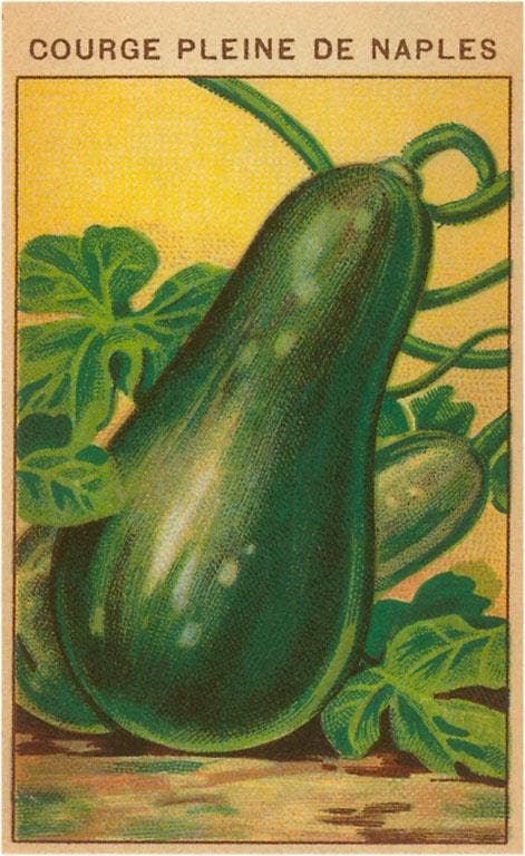 Found Image Press - Wholesale Sticker - Sticker GD-49 French Zucchini Seed Packet0